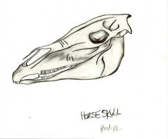 HorseSkull