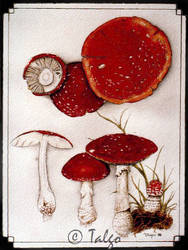 Amanita muscaria