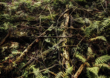 Forest Floor Norway