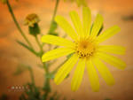 Flower yellow 2 by Al-Shamary