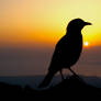 Sunrise Bird