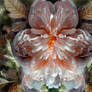 Symmetry in a Flower