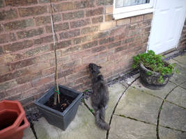 Sparky being his usual self 6