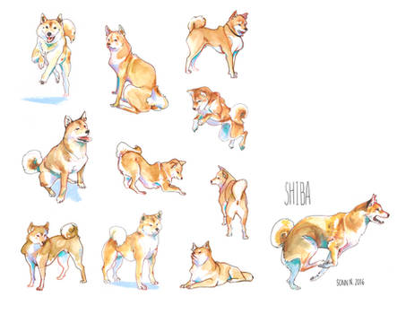 Inu Shiba