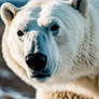 Polar Bear, ancient beast, history