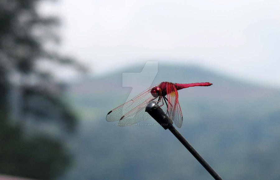 Red Dragonfly