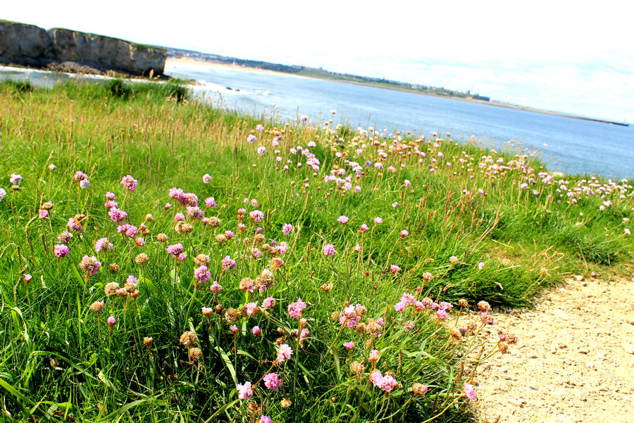 Flowers along the cliff by the sea