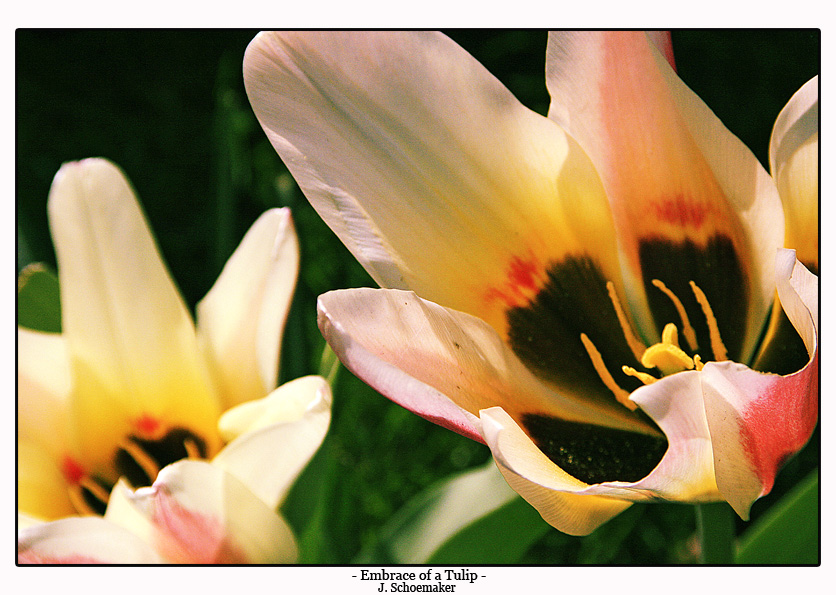 Embrace of a Tulip