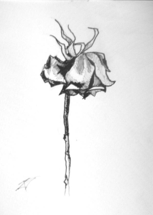 dead rose by Raensidneeht on DeviantArt