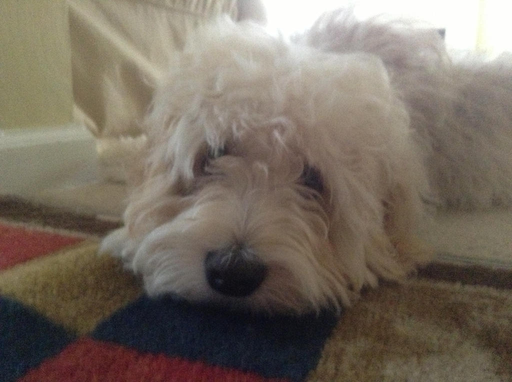 Lonely puppy by Cheedo6 on DeviantArt