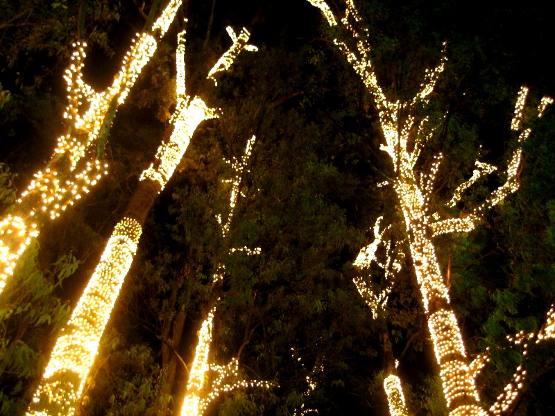 Tree Lights