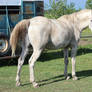 Grey horse looking back