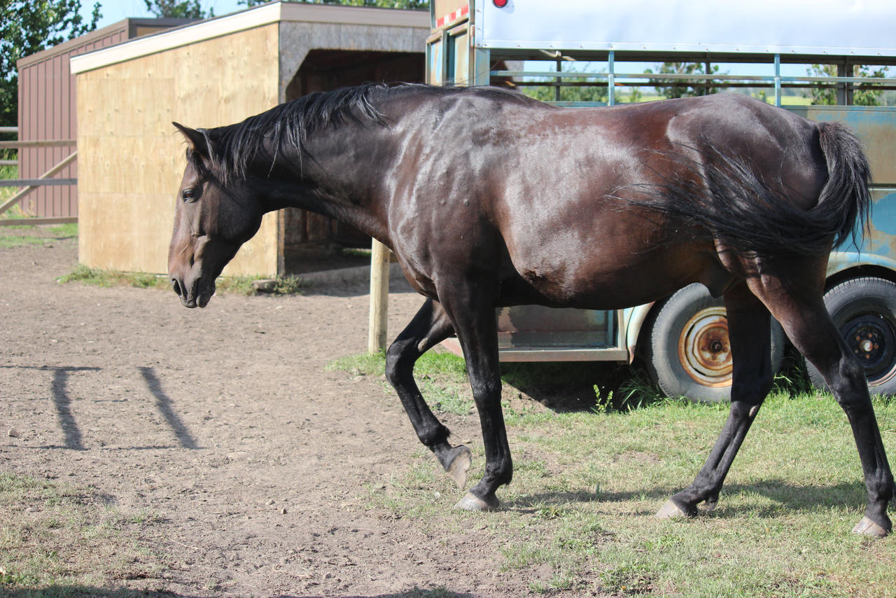 Brown horse walking