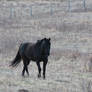 Black Horse from Distance Walking