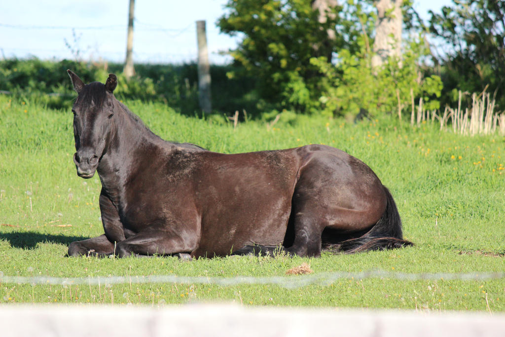 Black Horse Lying Down