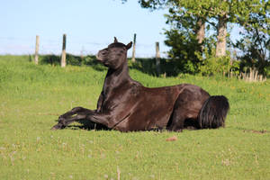 Black Horse Getting Up