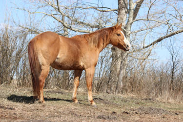 Chestnut QH horse right side standing head turned