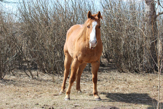 Chestnut/Dun QH mare standing front tongue out