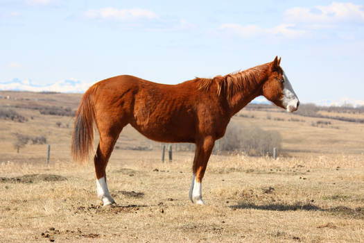 Paint Cross Filly Right Side Standing