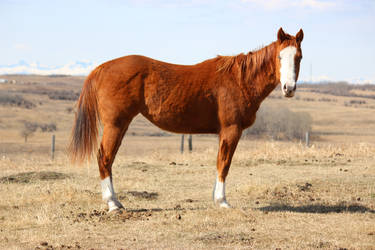 Paint Cross Filly Standing Right Side Face Forward