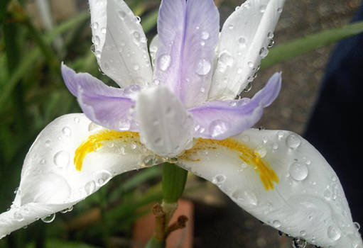 Wet Iris