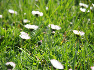 Daisies