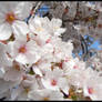 Sakura at Uji II