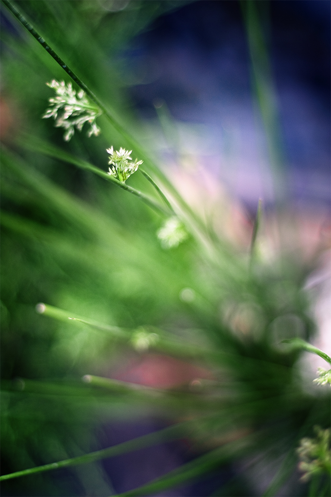 some green stuff in the garden