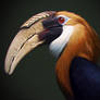 Papuan Hornbill Study