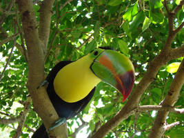 Toucan