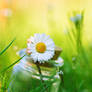 Spring In My Bottle.
