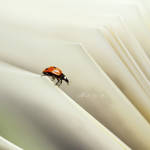 The Lady's Book. by andokadesbois