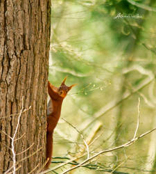 My First Squirrel.