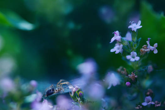 Flowers Field