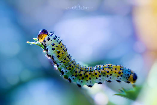 Caterpillar Wannabe