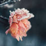 Frozen Queen IV