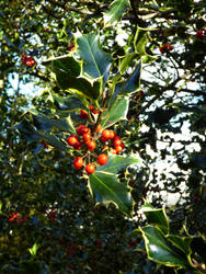 Ilex Aquifolium 'Aurea Marginata': English Holly