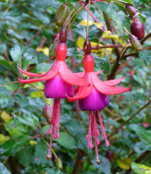 Fuchsia Hybrida: Lady's Eardrops