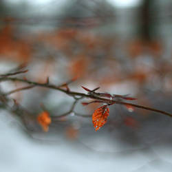 color patch in winter