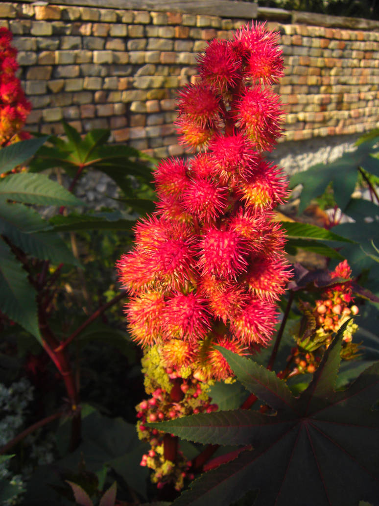 Ricin flowers-3 by Mialogica on DeviantArt