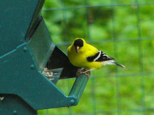 152202_MaleGoldfinch3 by NemoNameless 152202_MaleGoldfinch3 by NemoNameless