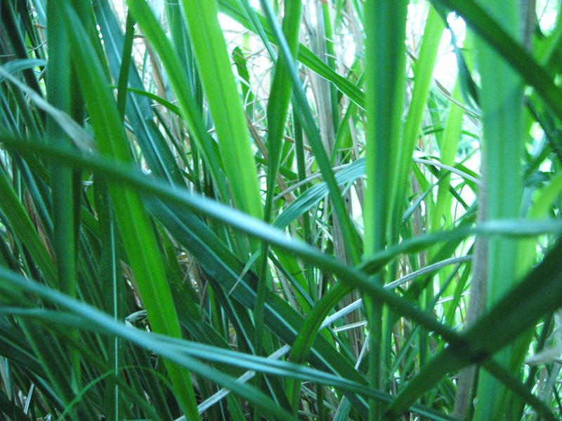 In The Zebra Grass 2 by NemoNameless In The Zebra Grass 2 by NemoNameless