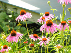 PurpleDaisyLikeDreamLand1 P1120383 by NemoNameless PurpleDaisyLikeDreamLand1 P1120383 by NemoNameless