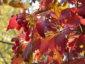 HighBushCranberry P1150100 by NemoNameless HighBushCranberry P1150100 by NemoNameless