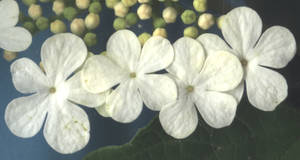 HighBushCranberryFlowerRightCloseUp