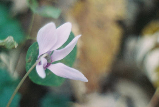 00000174_WhiteViolet