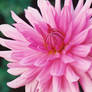 00000106_FloweringDahlia