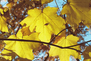 00000027_MapleLeavesII by NemoNameless 00000027_MapleLeavesII by NemoNameless