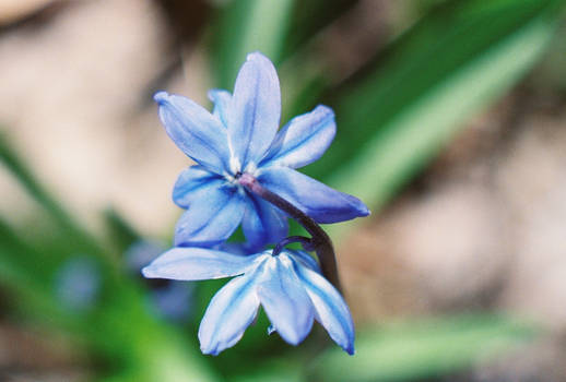 FH000004a_SpanishBlueBell_3