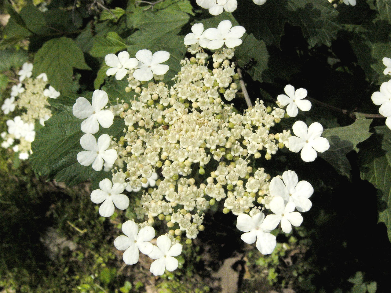 P1180448a Highbush Cranberry